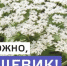 Рекомендации, которые помогут сделать борьбу с борщевиком результативной и безопасной. - Плавский район